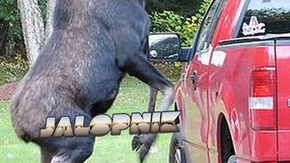 Moose Makes Sweet Love To Ford F-150